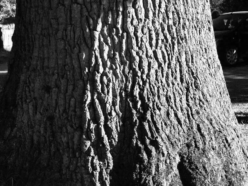 Oak trunk