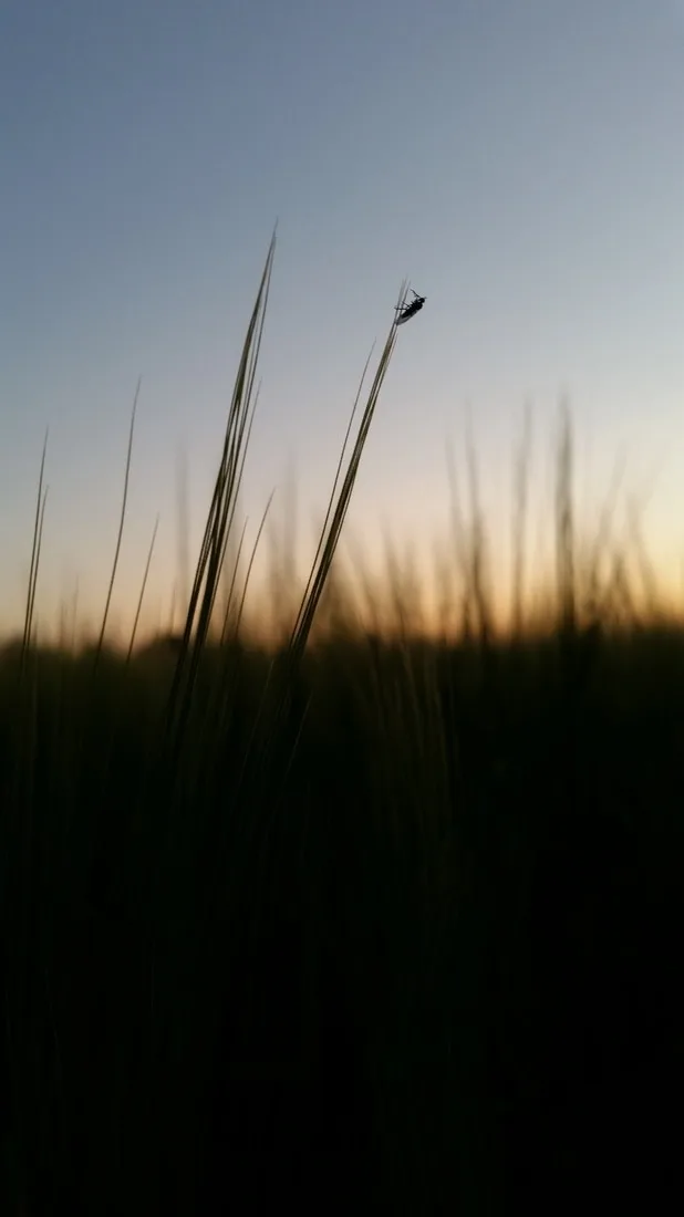 Barley at Sunset 1